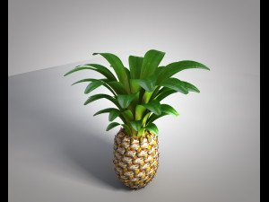 pine apple fruit 3D 模型