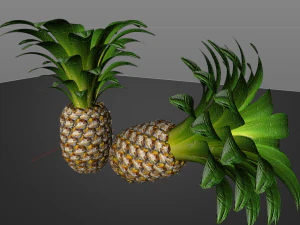 frutto di mela pino Modello 3D