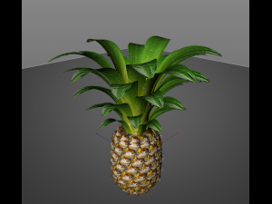 pine apple fruit 3D 模型