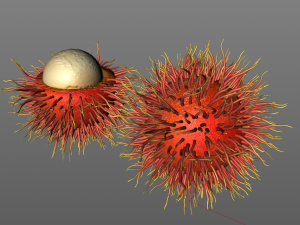 rambutan fruit 3Dモデル