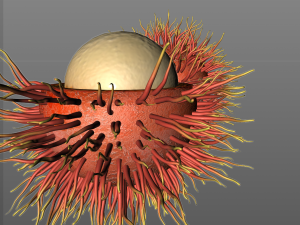 rambutan fruit 3Dモデル