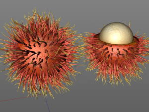 rambutan fruit 3Dモデル