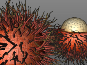 rambutan fruit 3Dモデル