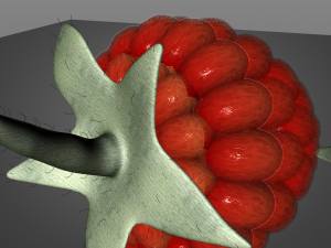 raspberry fruit Model 3D