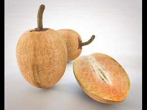 sapodilla fruit manilkara zapota chekoo 3D Model