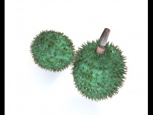 soursop fruit 3Dモデル