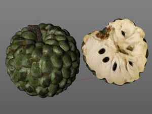 frutto dell'annona di mela zuccherata Modello 3D