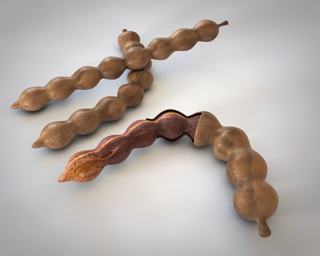 tamarind fruit 3D Model .c4d .max .obj .3ds .fbx .stl .blend 