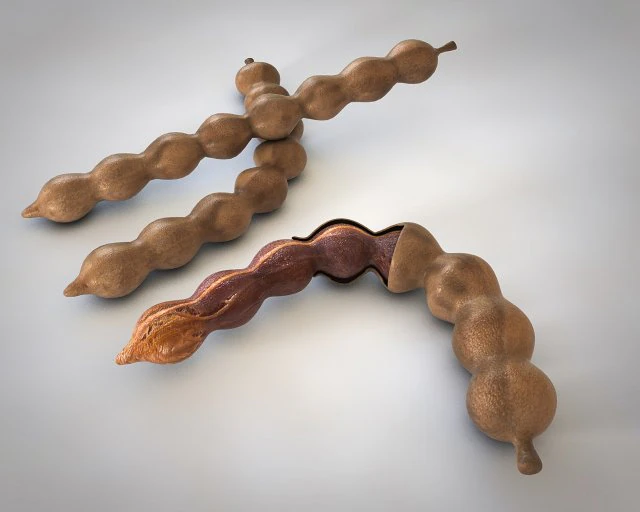 плоди тамаринда 3D Модель .c4d .max .obj .3ds .fbx .stl .blend 