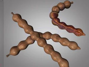 плоди тамаринда 3D Модель