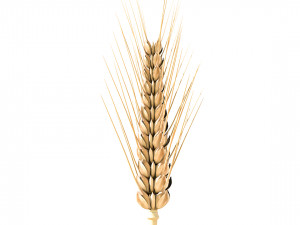 wheat 3D Model