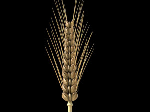 wheat 3D Model
