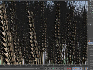 wheat 3D Model