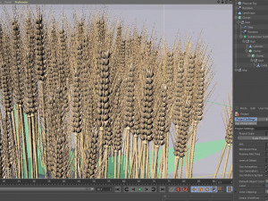 wheat 3D Model