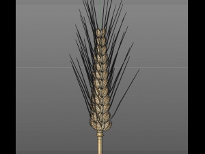 wheat 3D Model
