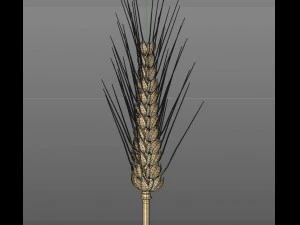 wheat 3D Model