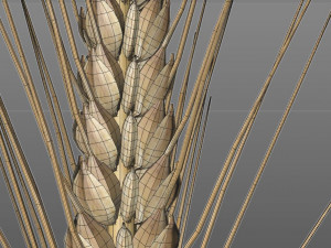 wheat 3D Model