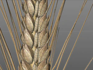 wheat 3D Model