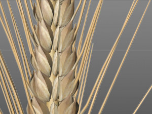 wheat 3D Model
