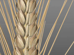 wheat 3D Model