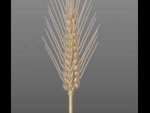 wheat 3D Model