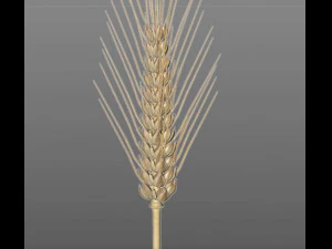 wheat 3D Model