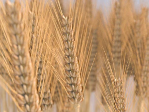 wheat 3D Model