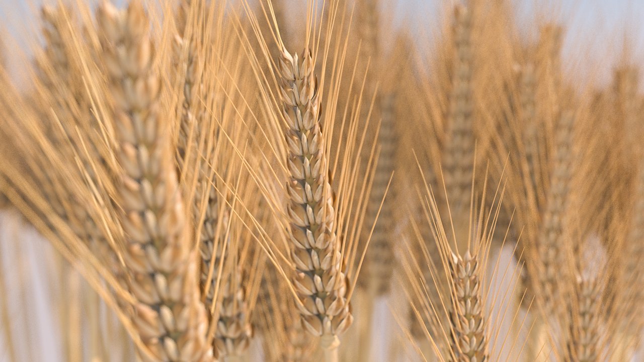 Три колоска. Пшеница 3д. Модель пшеницы. Колос пшеницы 3д. Пшеница 3d model.