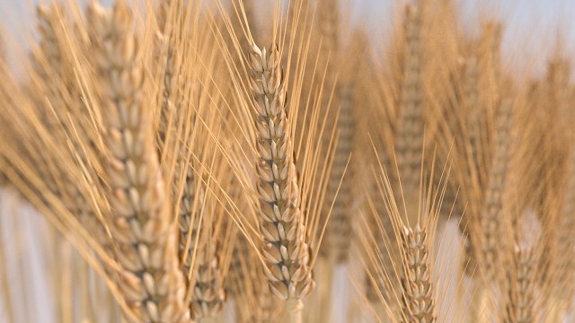 wheat 3D Model .c4d .max .obj .3ds .fbx .stl .blend 