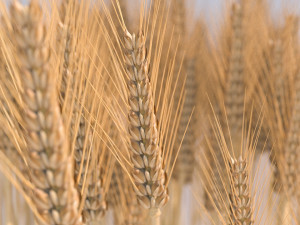 wheat 3D 模型