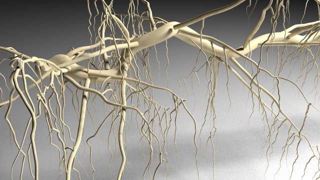 tendril 3D Модель .c4d .max .obj .3ds .fbx .stl .blend 