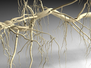tendril 3D 模型