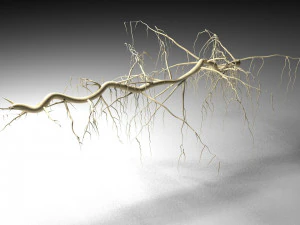 tendril 3D Model