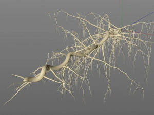 tendril 3D Model