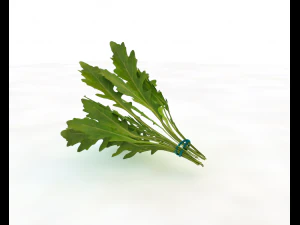 arugula 3D Model
