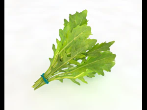 arugula 3D Model