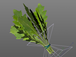arugula 3D Modell