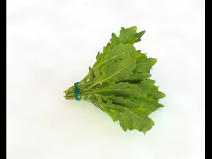 arugula 3D Model