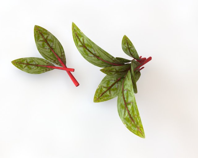 beet greens 3D Model .c4d .max .obj .3ds .fbx .stl .blend 