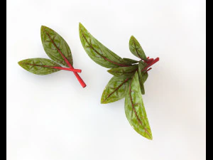 feuilles de betterave Modèle 3D