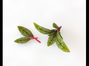 beet greens 3D Model