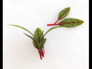 beet greens 3D Model