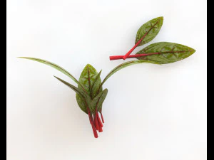 beet greens 3D Model