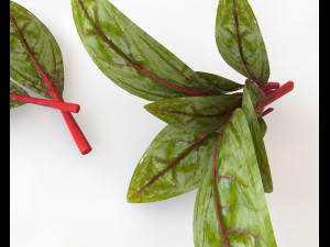 beet greens 3D Model
