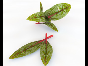 beet greens 3D Model