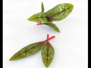beet greens 3D Model