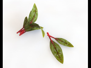 beet greens 3D Model