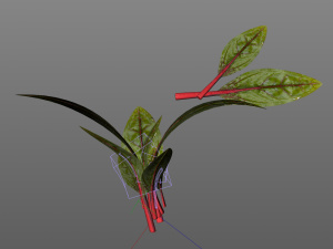 beet greens 3D Model