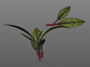 beet greens 3D Model