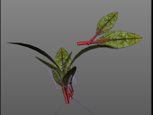 beet greens 3D Model